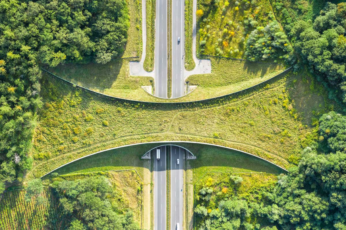 Wetland & Habitat Mitigation for Road Expansions